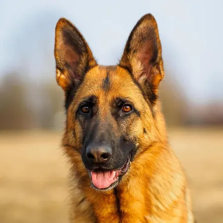 Apartamento Cosy In With Balcony And Swimming Pool